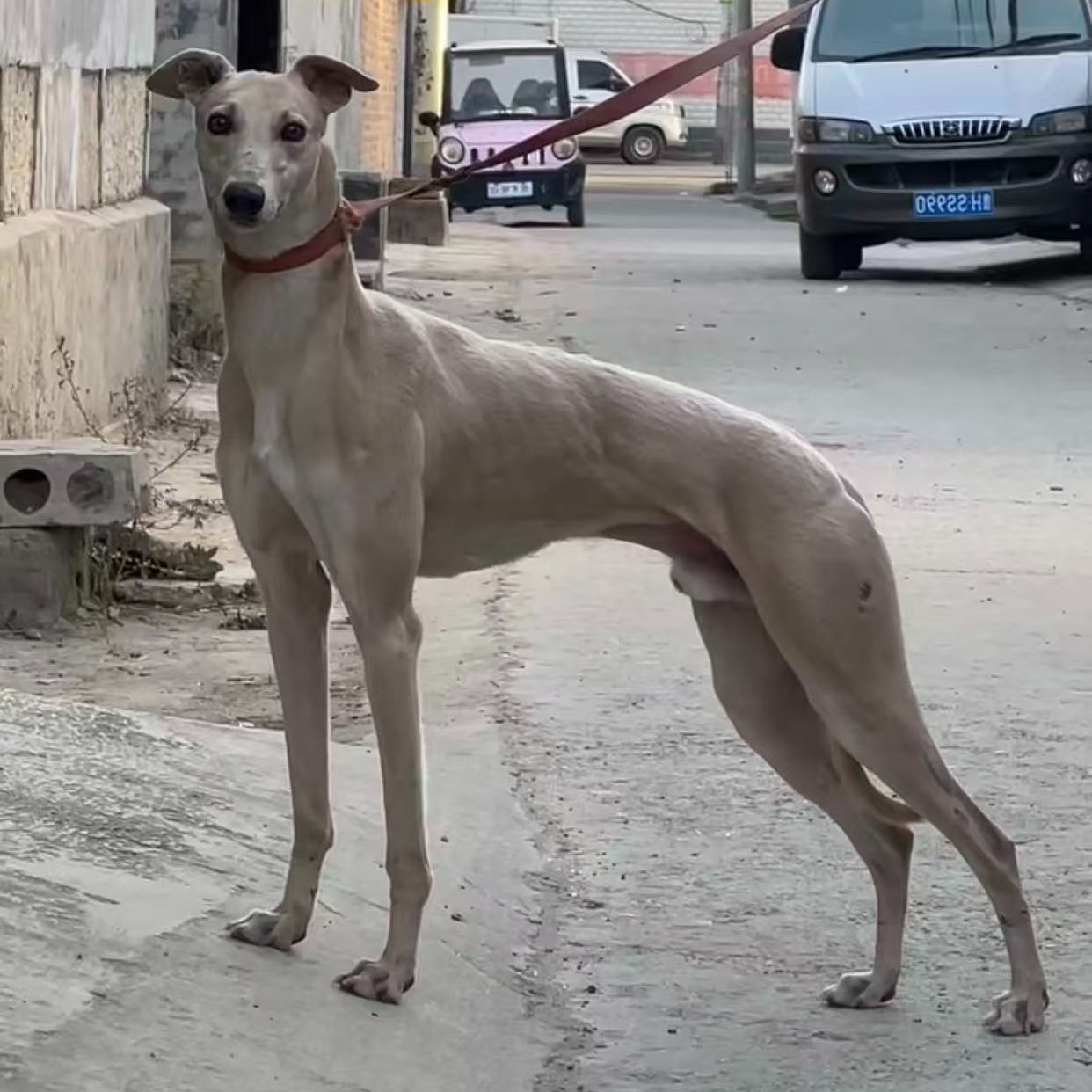 （锦宝猎犬）T狗狗活体