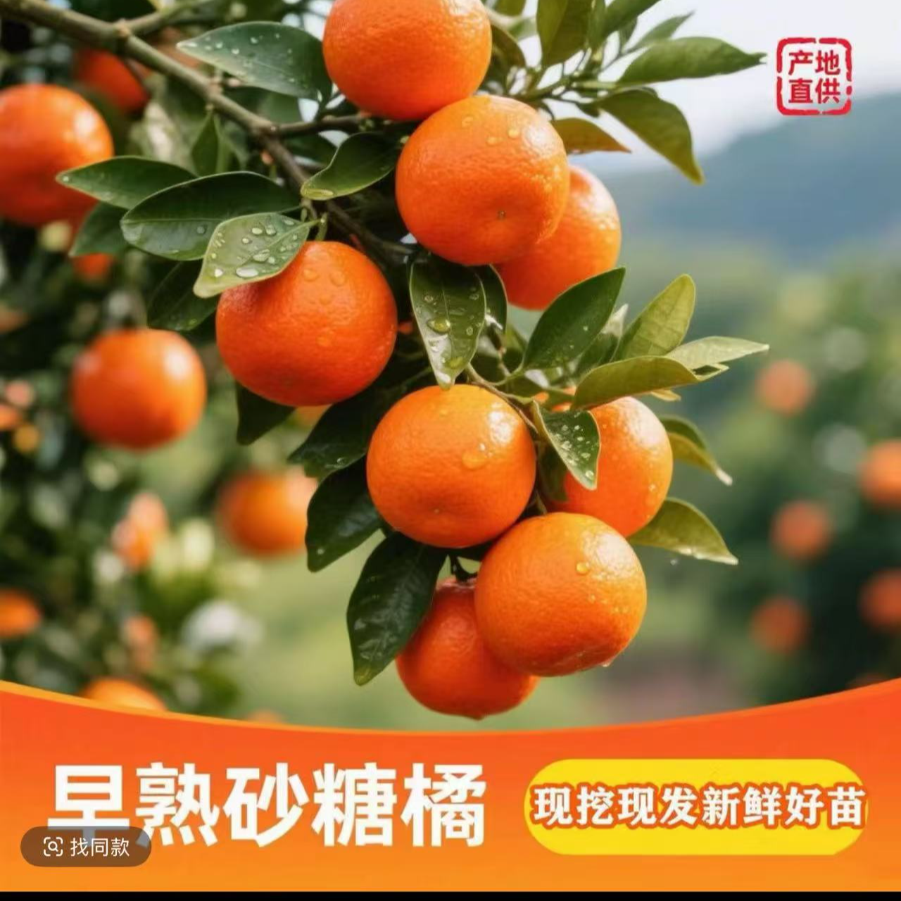 L带果发货云南砂糖橘果树苗嫁接南北方庭院地栽