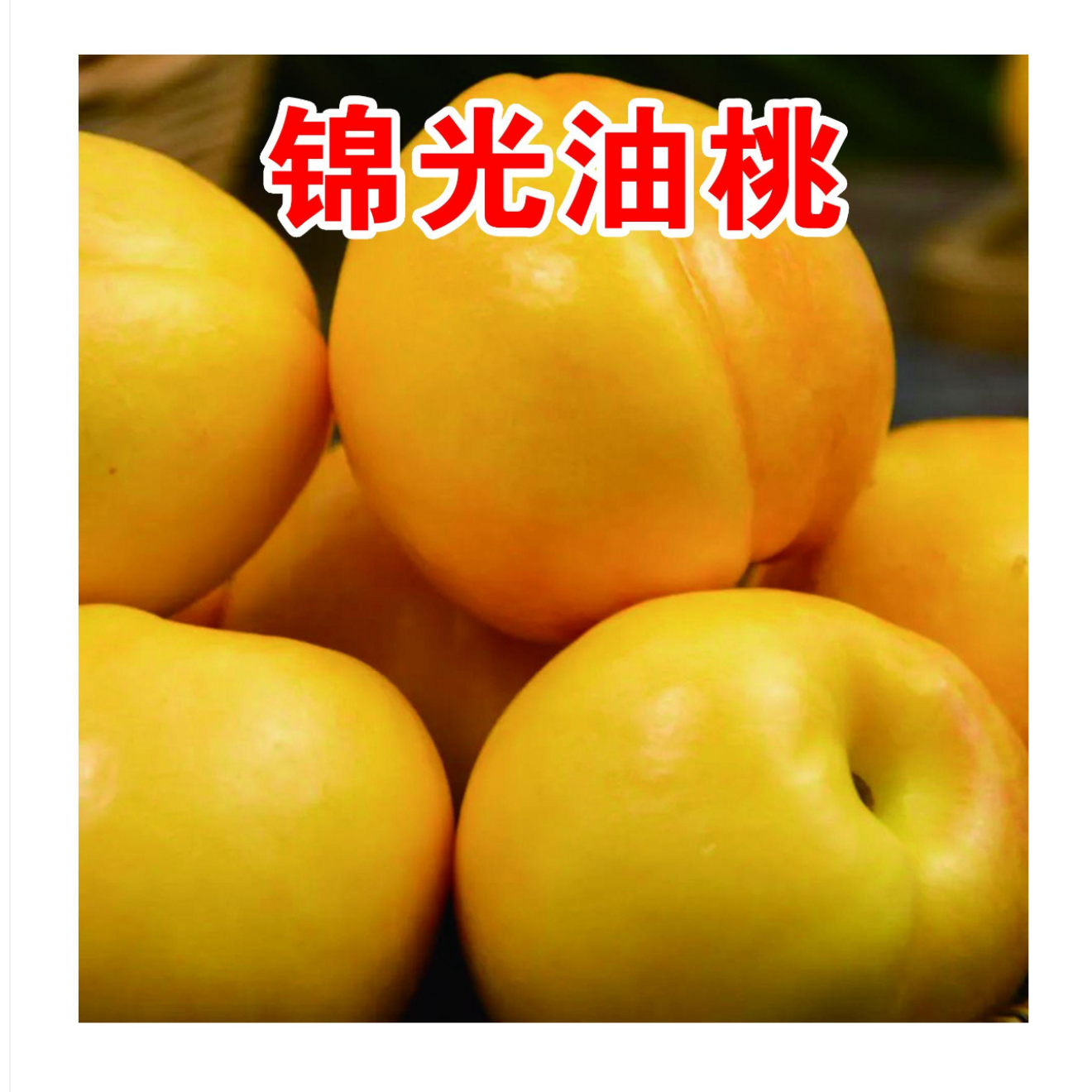 锦光油桃一年生种子