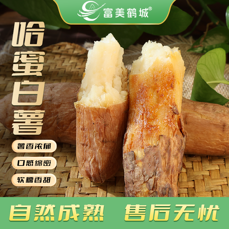 【富美鹤城】哈密白薯新鲜农家软糯香甜地瓜红薯白心冰糖蜜薯番薯 图片 1