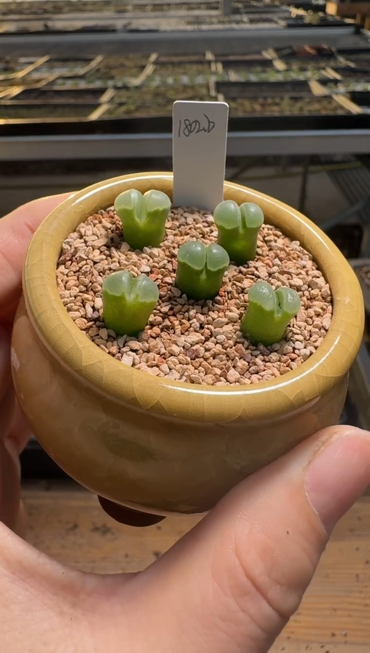 【闪购商品】2/4-370一颗