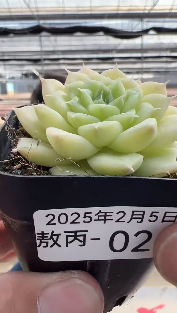 【闪购商品】敖丙多肉-2