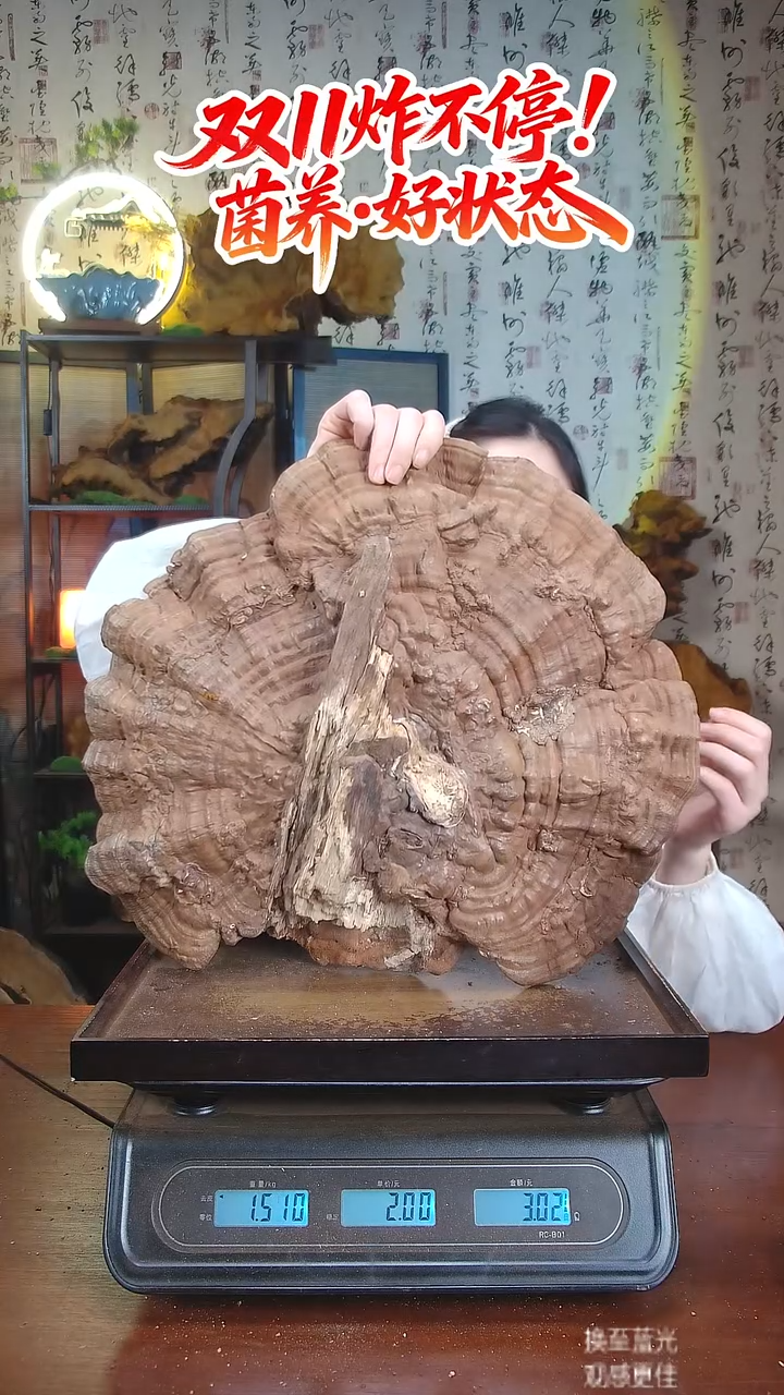 平盖灵芝中国大陆【藏区 野生】树舌灵芝（2.67斤）20-30年份