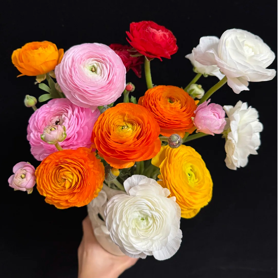 【源头优选】洋牡丹-任意2单鲜花包邮 发货后不支持退款