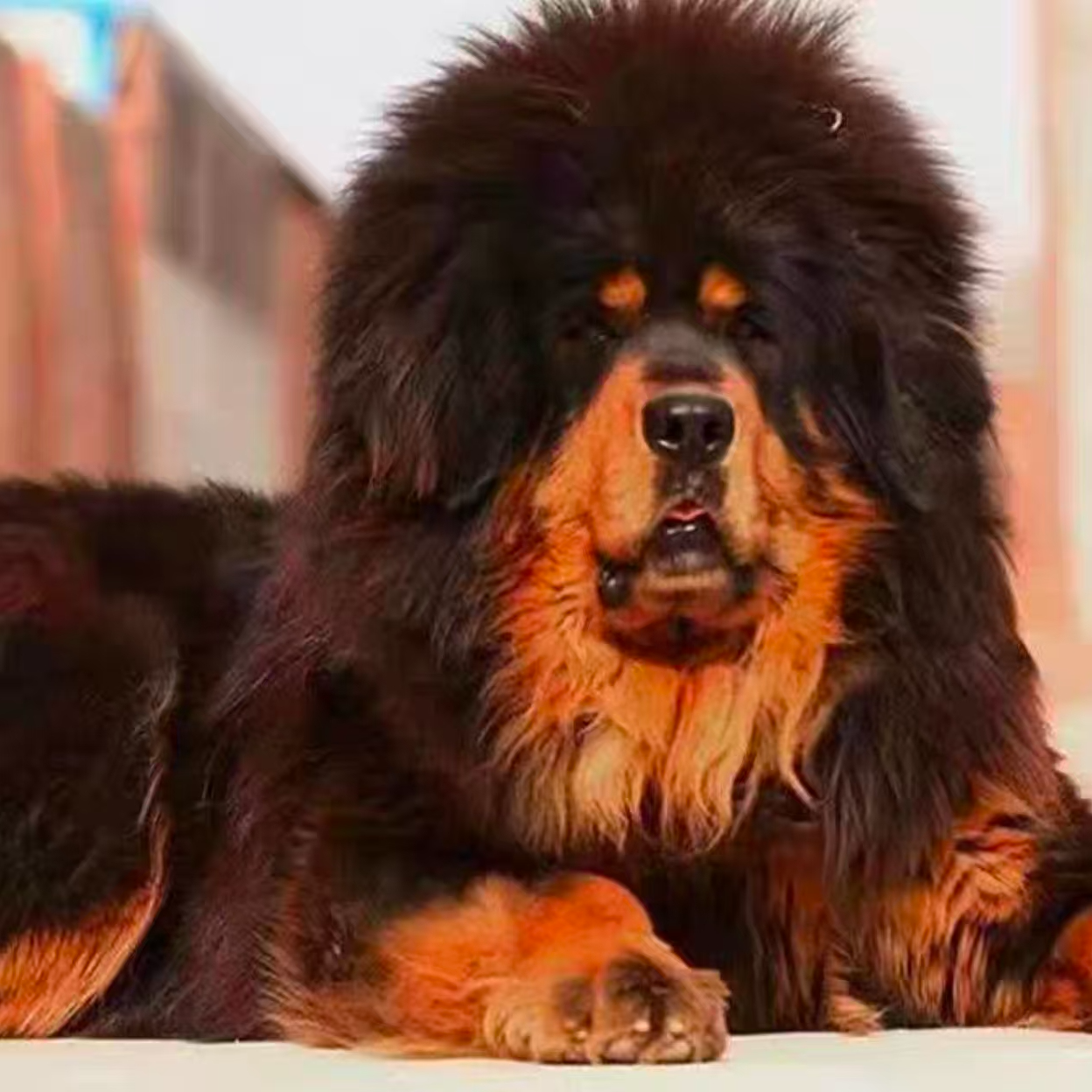 【纯种】藏獒幼犬忠诚守家藏獒犬