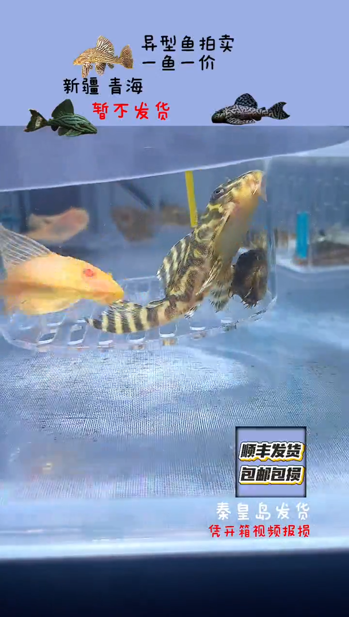 清道夫鱼8不包入缸损36