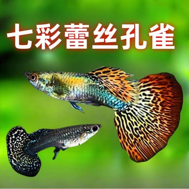 【七彩蕾丝】 金属感颜色  孔雀鱼  淡水鱼