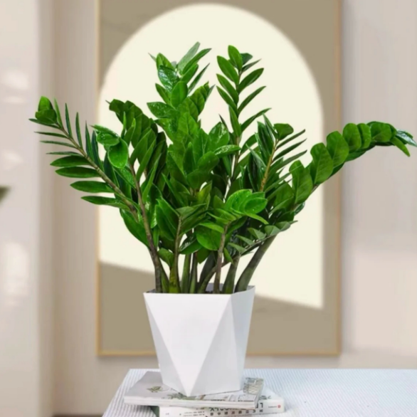 金钱树配白色菱形花盆室内客厅阳台四季摆放好养绿植