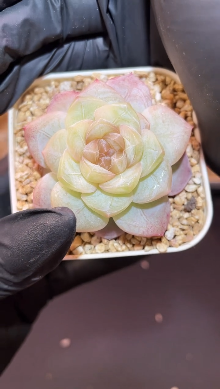 闪购1012 荷塘月色多肉一颗  4厘米