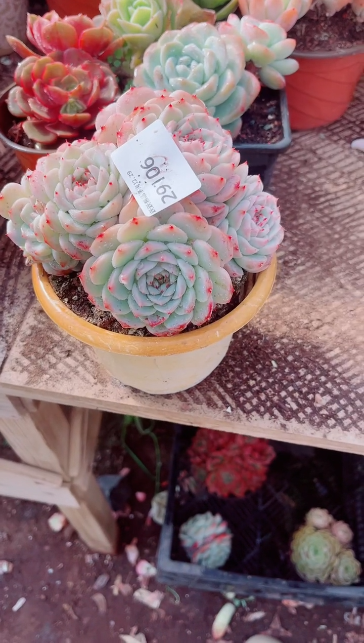 魅*玲跃跃精品多肉29106