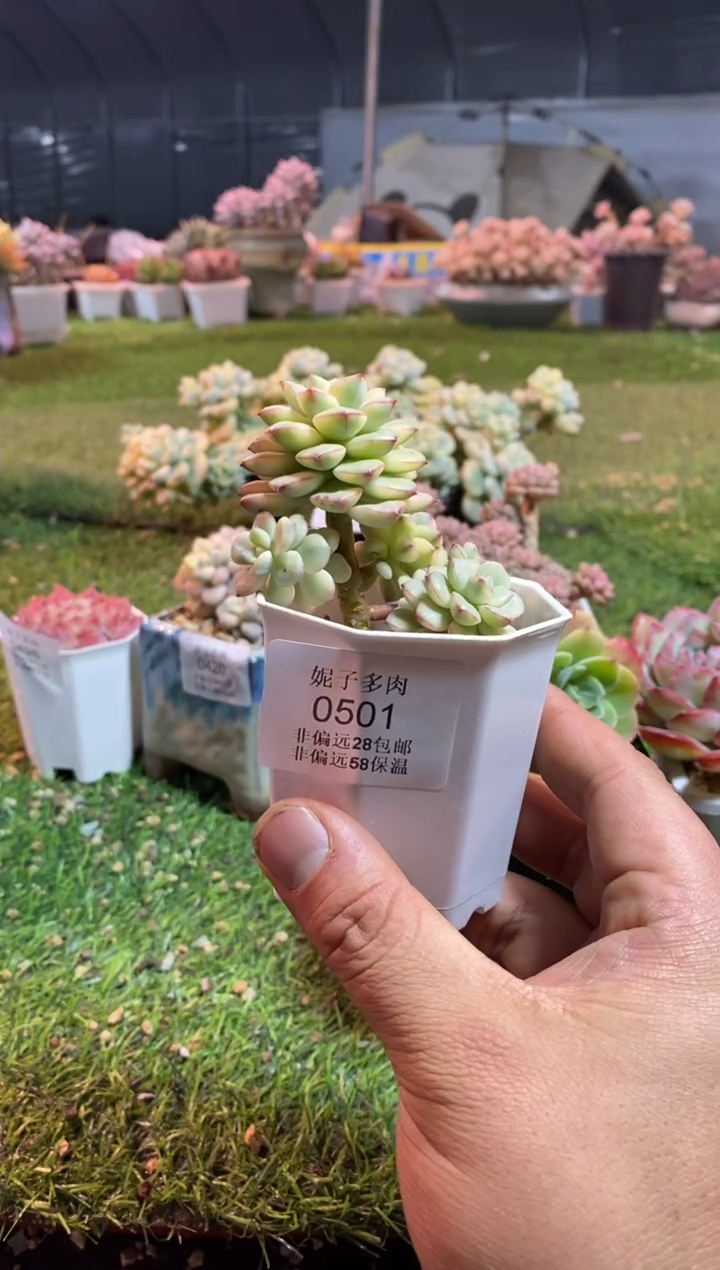 【闪购商品】探戈锦0501aaaa