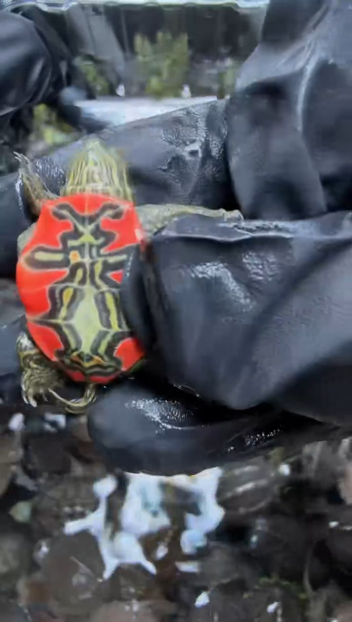 公母搭配宠物龟12号闪购