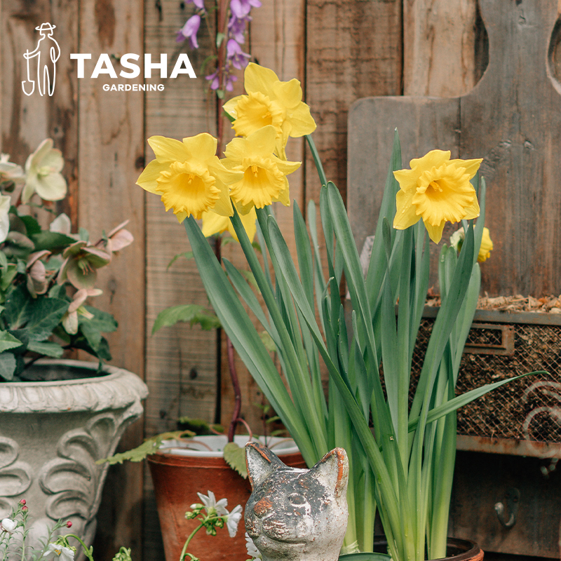 塔莎的花园洋水仙种球地栽庭院花卉植物春节栽培花开视频同款