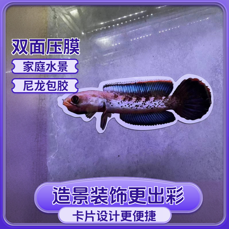 雷龙鱼斗鱼卡观赏鱼用