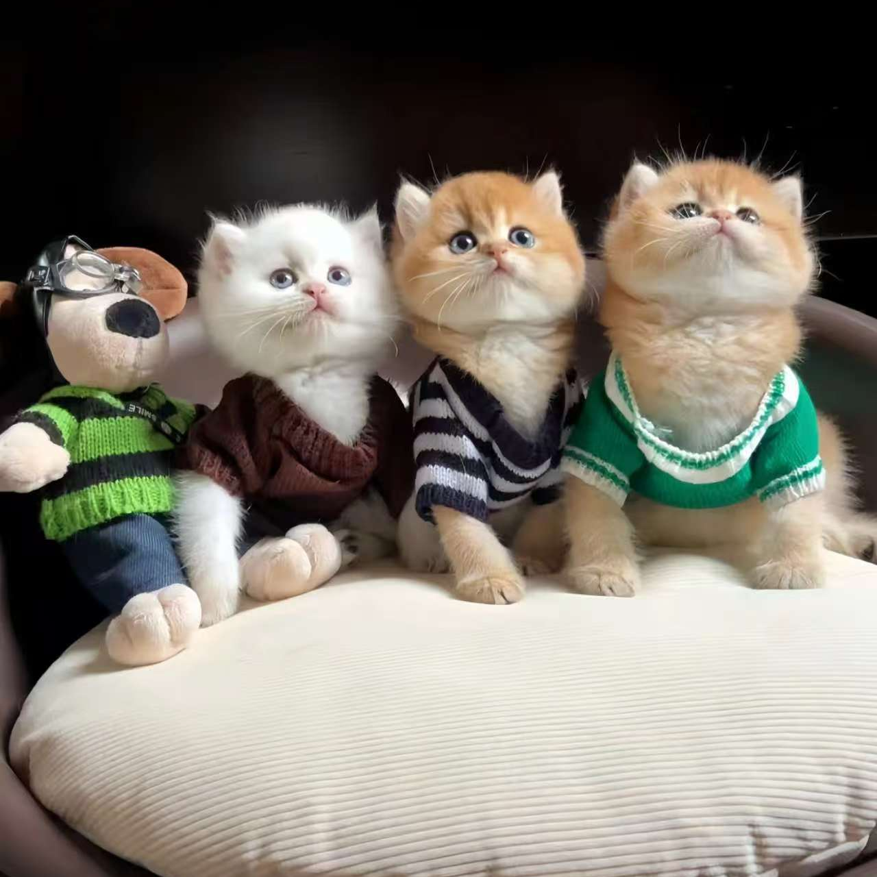 【小玉猫苑】渐层系纯种猫