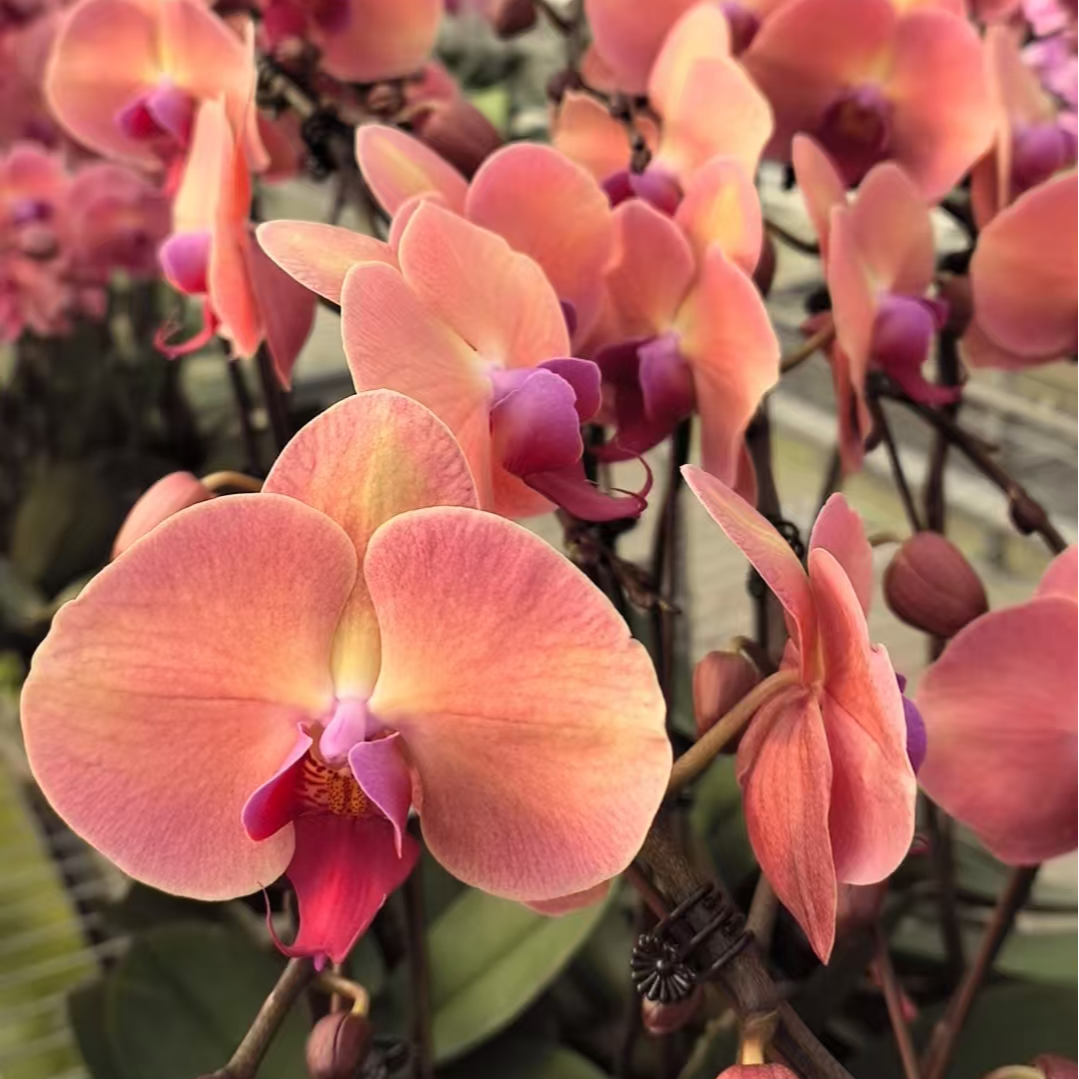 【欣欣向荣】蝴蝶兰花卉绿植盆栽花瓣带花剑带花苞浓香型好养