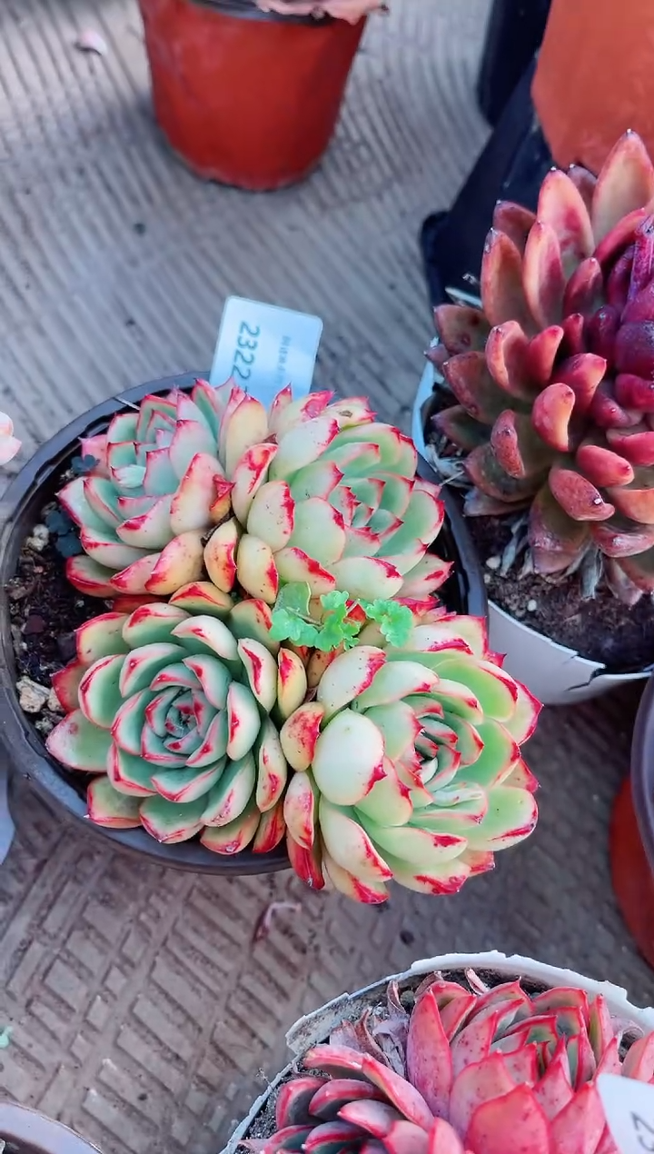 【闪购商品】23223