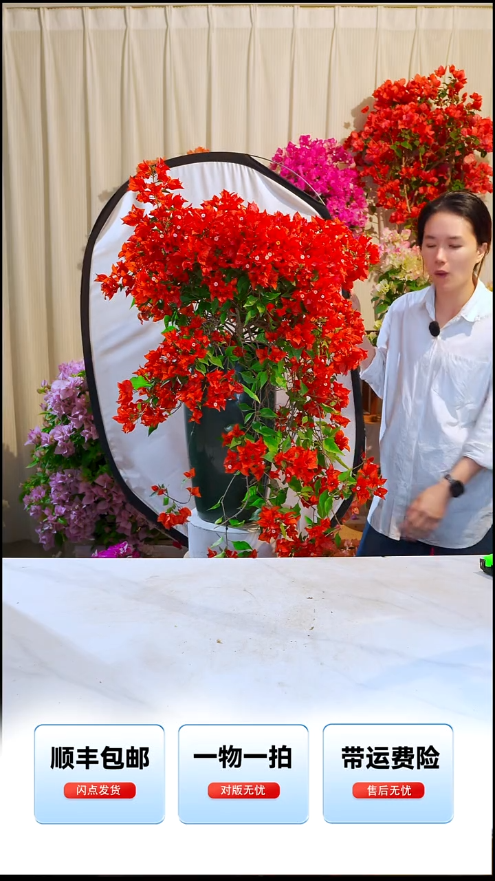 大部分开放少量花苞热火桑巴