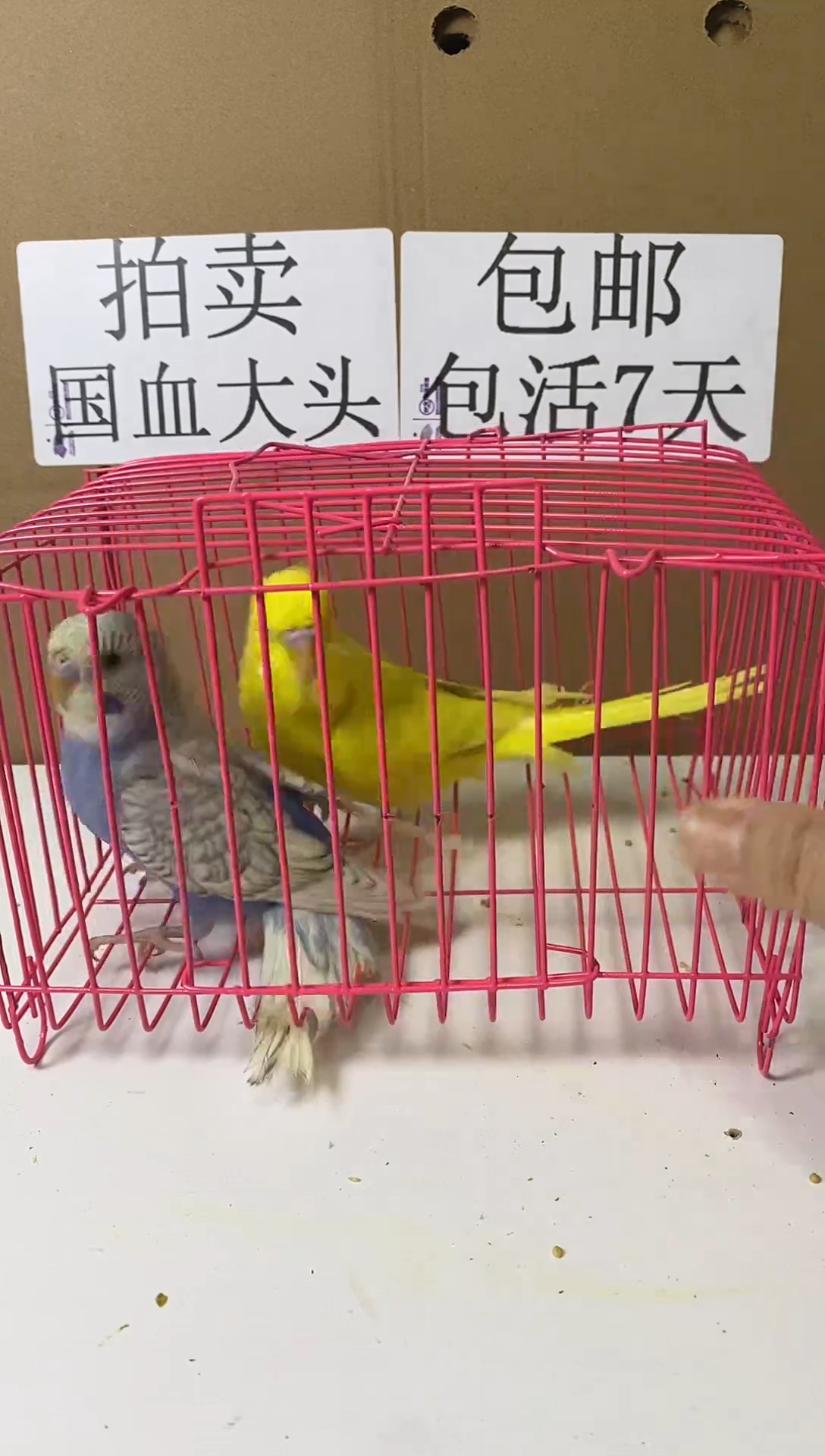 虎皮鹦鹉大头一对