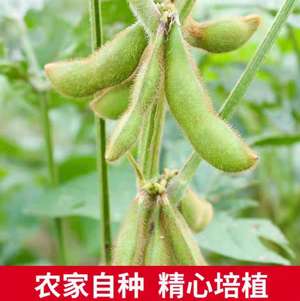 2025农家毛豆新鲜薄皮现摘现发不水泡不水洗加冰毛豆新鲜现摘现发