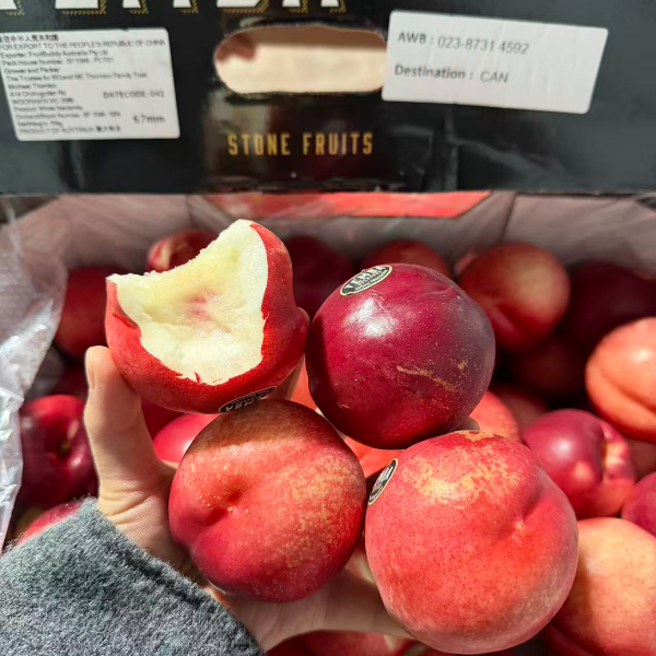 【当季限定】 澳洲空运白肉油桃 脆爽清甜 新鲜水果发顺丰3斤装