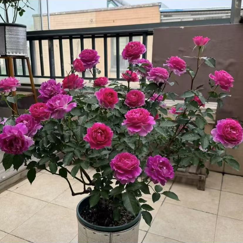 天方夜谭  大花浓香型四季开花月季花盆栽室内外新手易养护切花