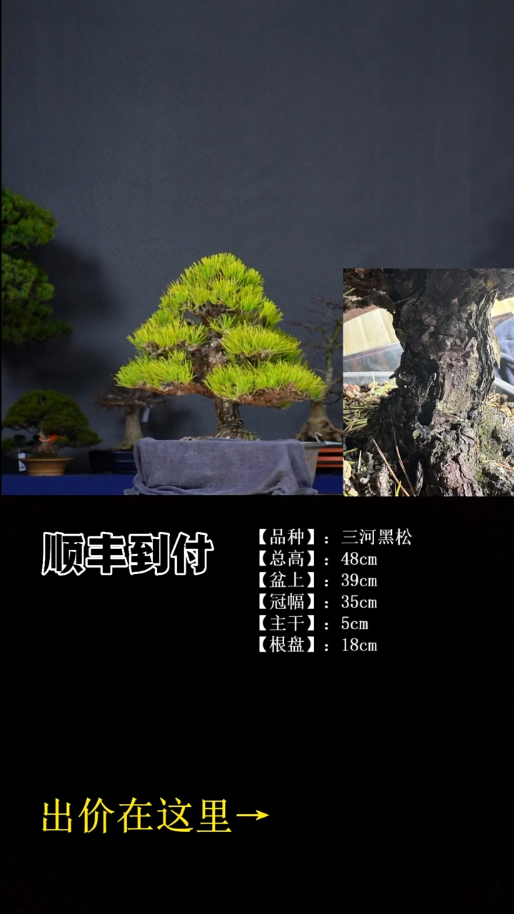 无花朵三河黑松 不包邮