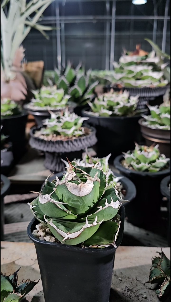 大白鲨-小亚成(直播特价/基因保证/非组培)