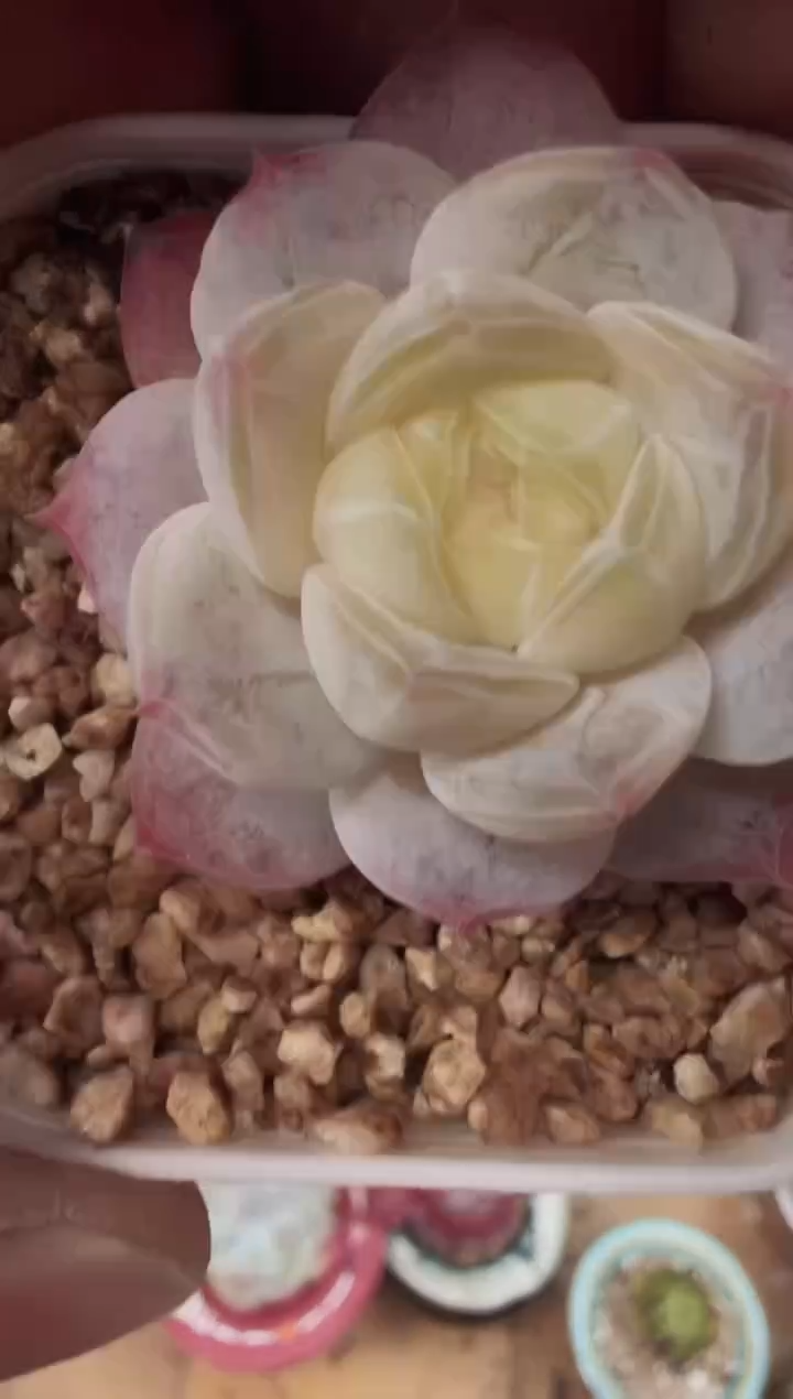 东云多肉园新款-161