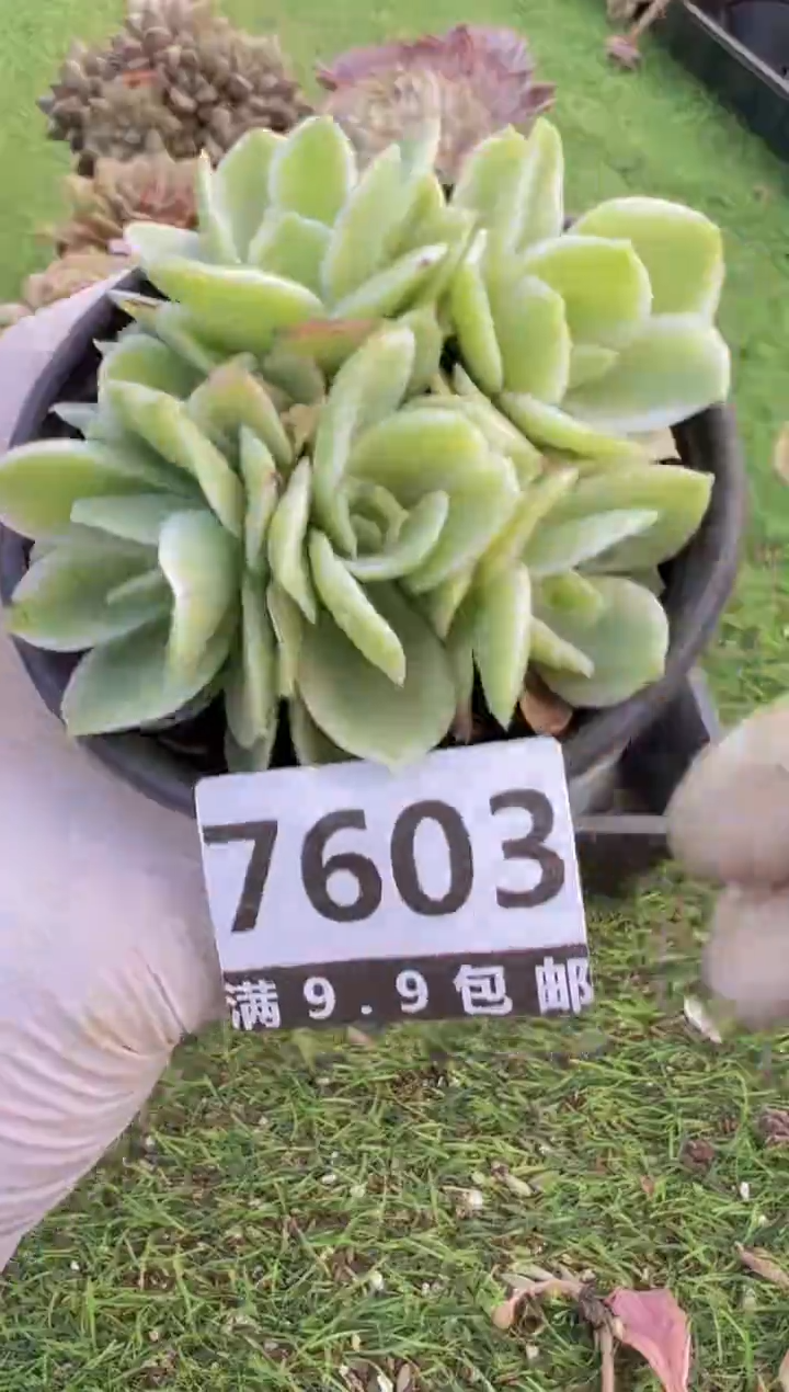 【闪购商品】信福多肉一物一拍