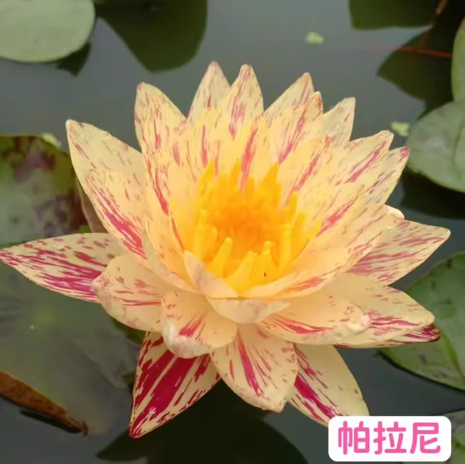 帕拉尼大型耐寒睡莲水培植物带花苞发货