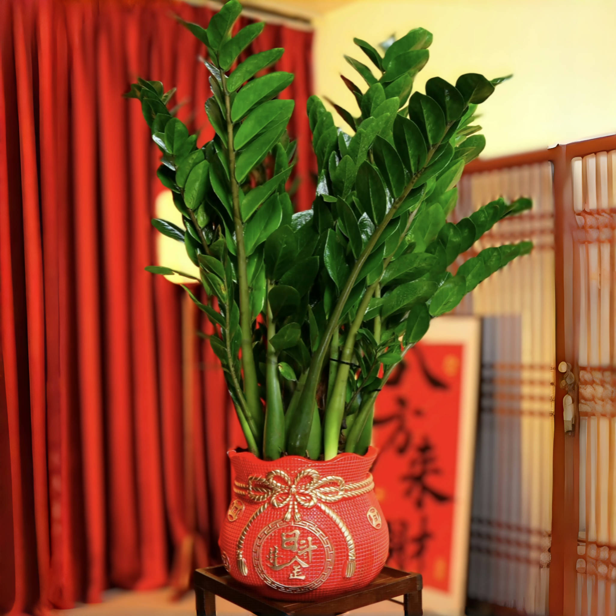 100CM【金钱树】桌面款（顺丰包邮）绿植招财办公室内开业 