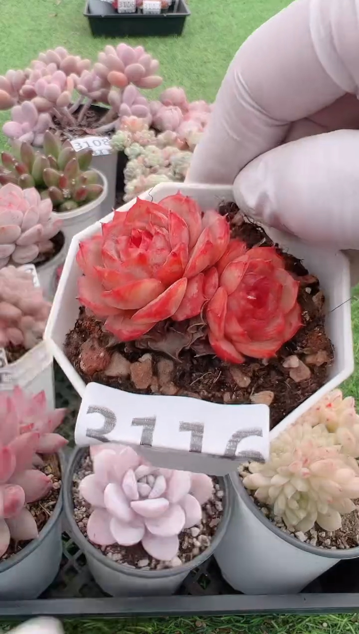 【闪购商品】信福多肉一物一拍