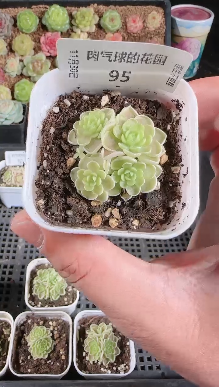 1130-95多肉群生不包整