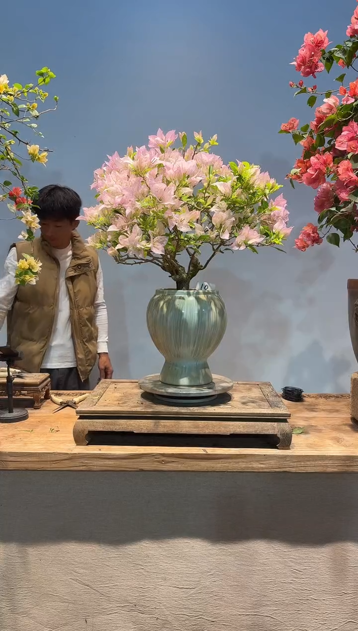 全部花朵晴**动三角梅10