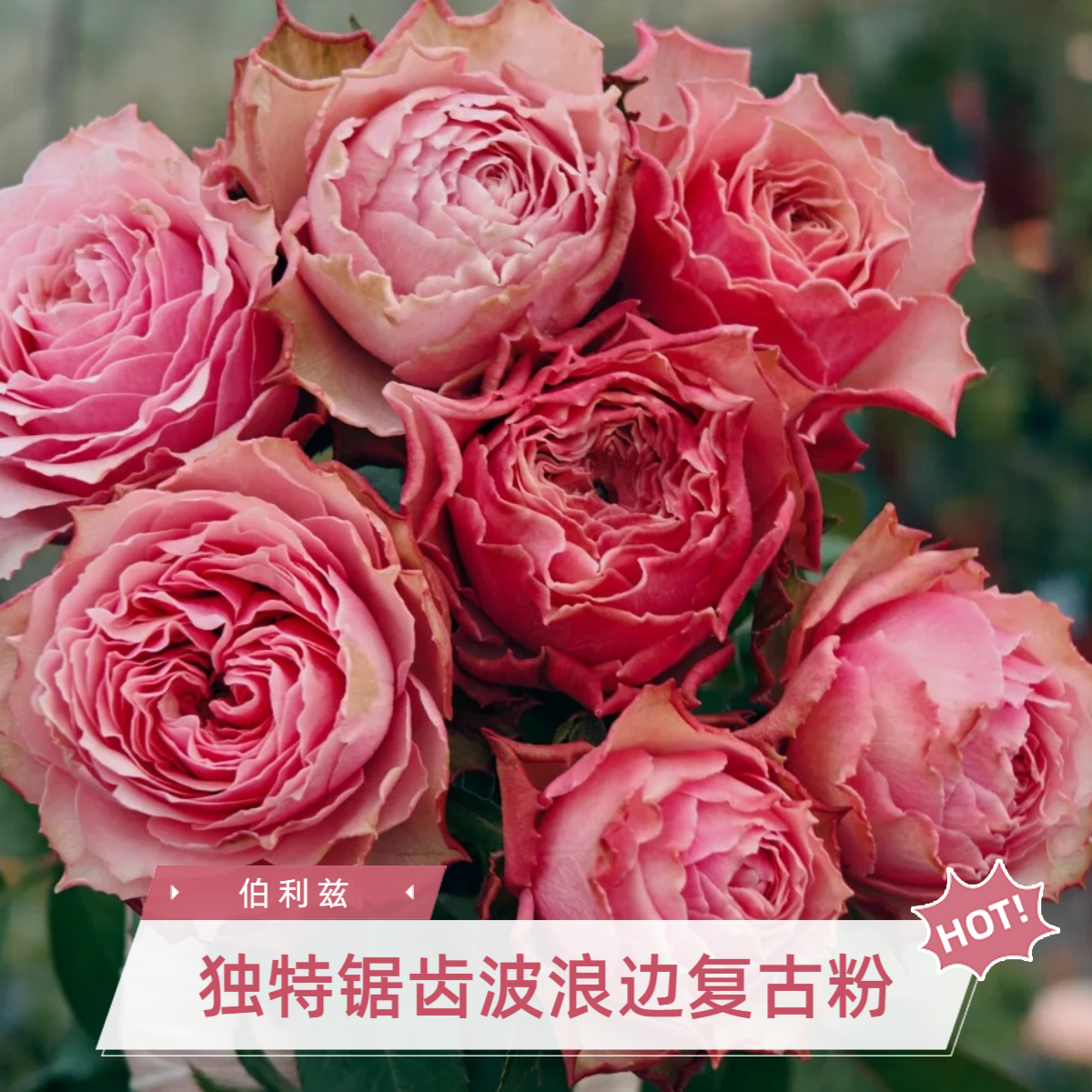 黑哥的花园伯利兹月季独特锯齿波浪边绝美复古粉色耐热庭院阳台