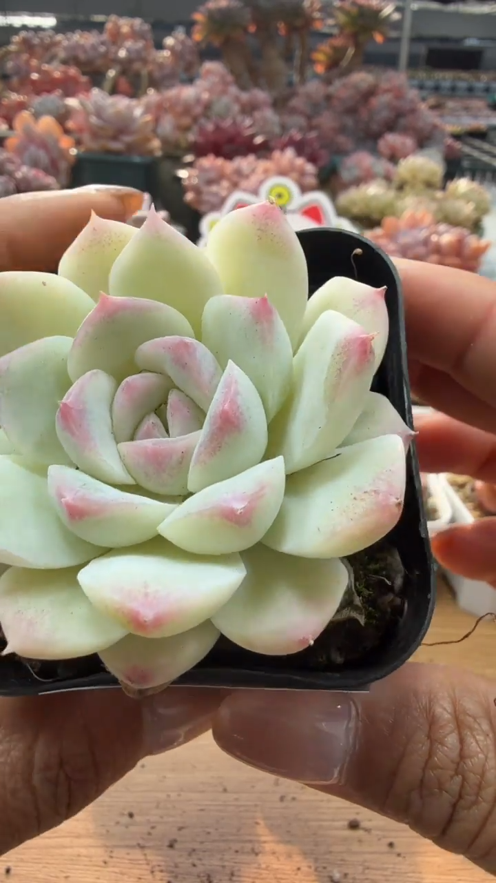 东云多肉园二店-82