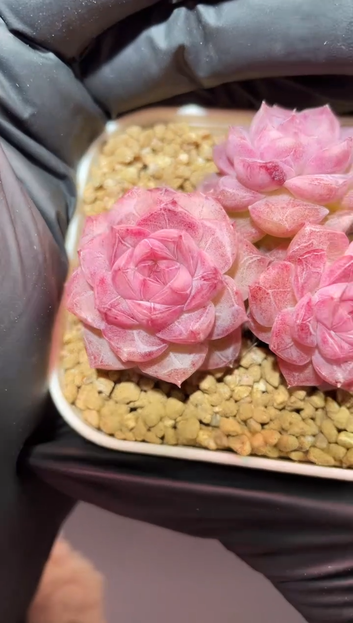 闪购495 荷花池多肉一颗 