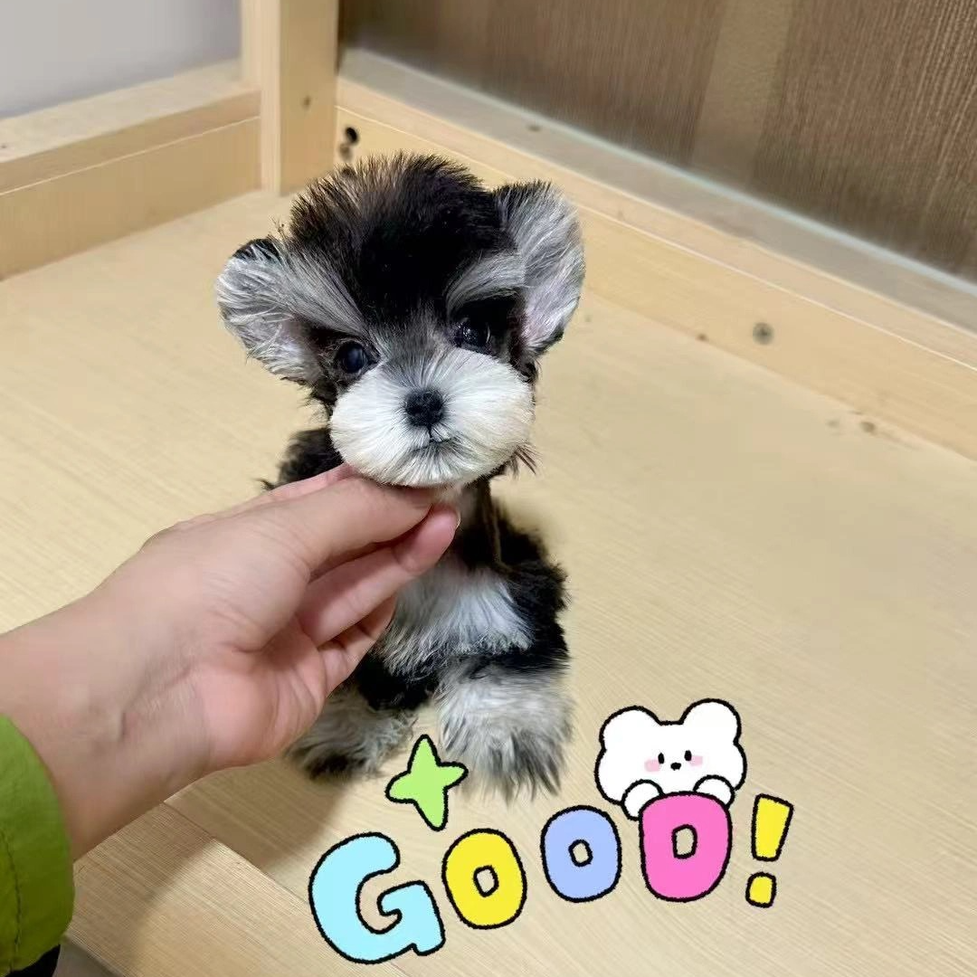 【莱宝狗狗】全款链接