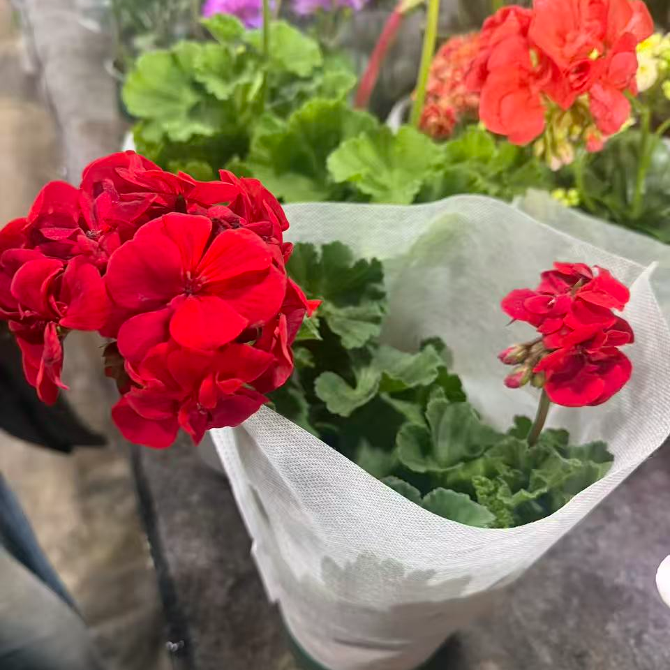 红宝石天竺葵盆栽带花苞四季开花可净化甲醛适合阳台庭