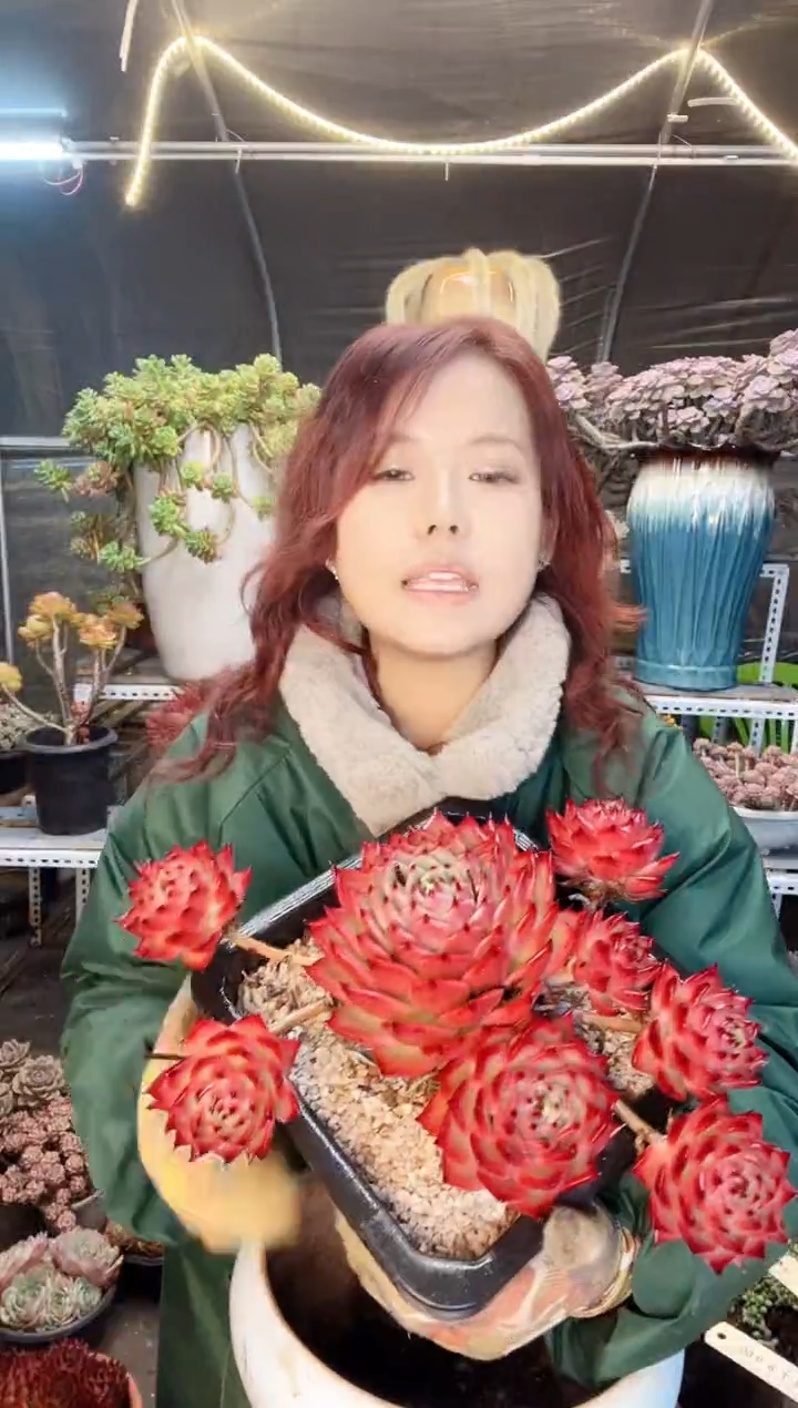 【闪购商品】冬云 红砖 一物一拍 物流自理