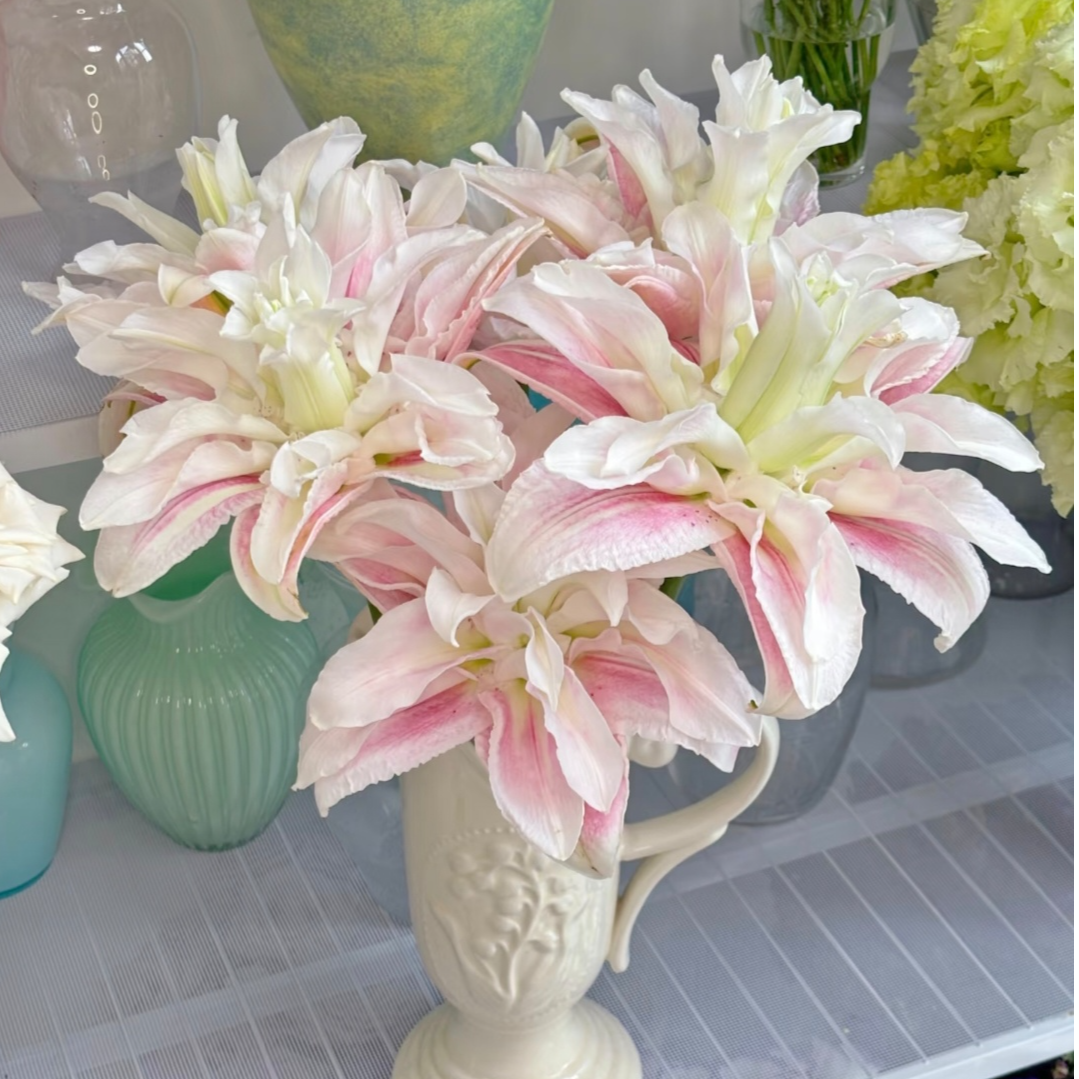 四季可种1颗《粉霞》18+香水百合花球 