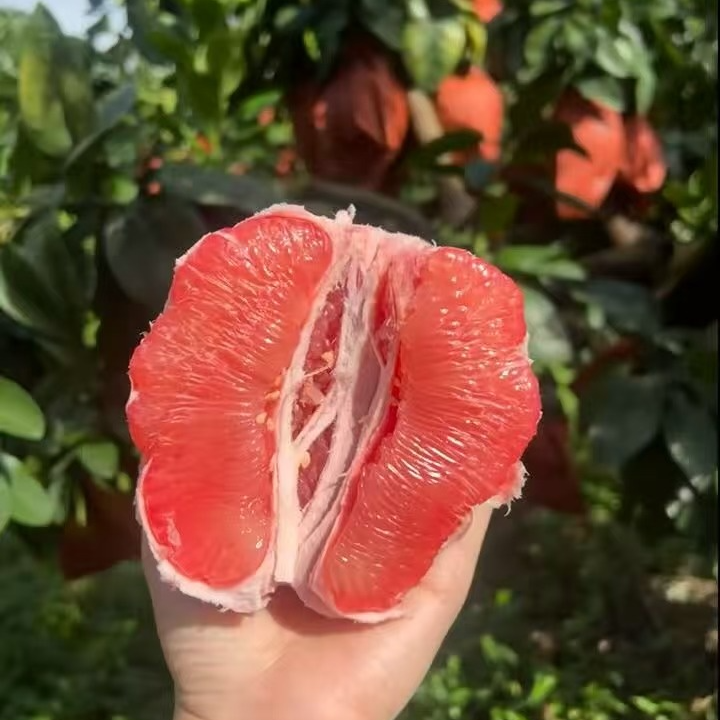 【三红蜜柚苗】 果子很大 非常好吃 非常甜 南北方种植
