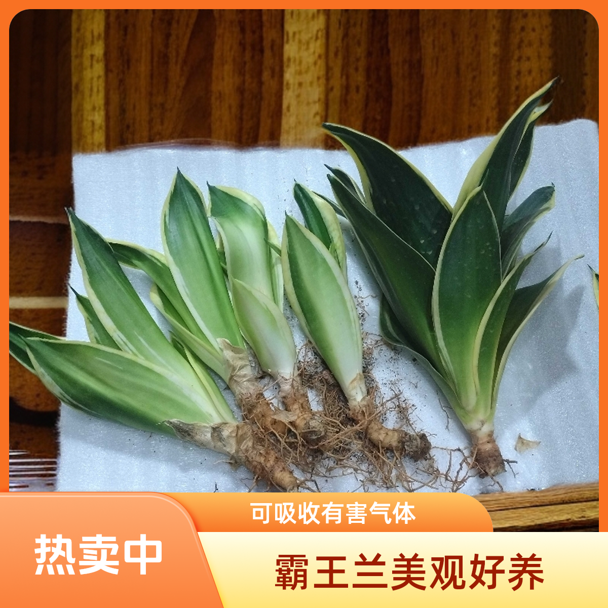 金边霸王兰虎皮兰盆栽室内好养绿植可吸甲醛适合桌摆