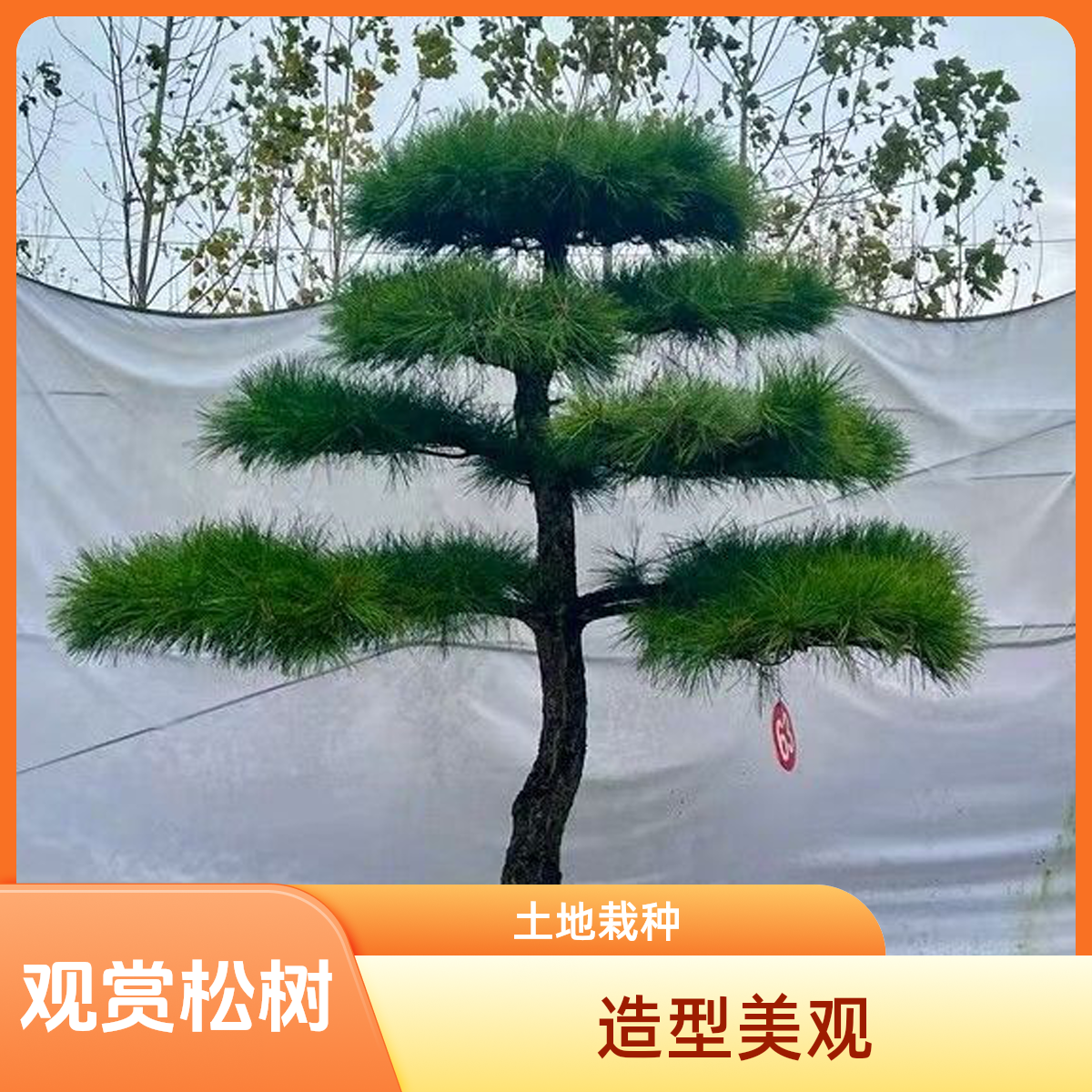 观赏黑松绿化油松土地种植赤松景栽种实用观造型松（一物一拍订金）