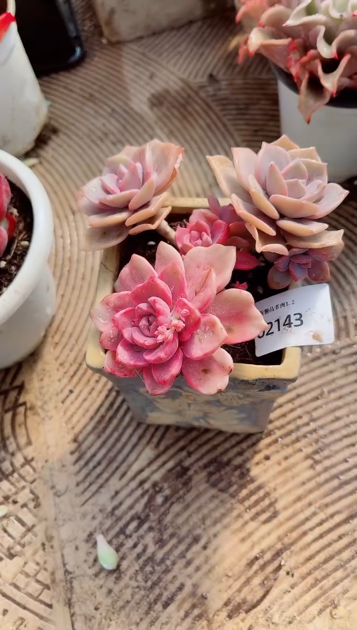 艾**推跃跃精品多肉02143