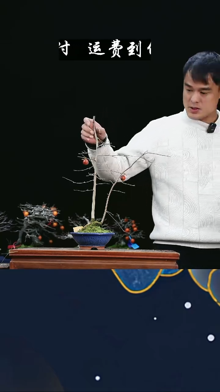 无花朵上**刀11842老鸦柿