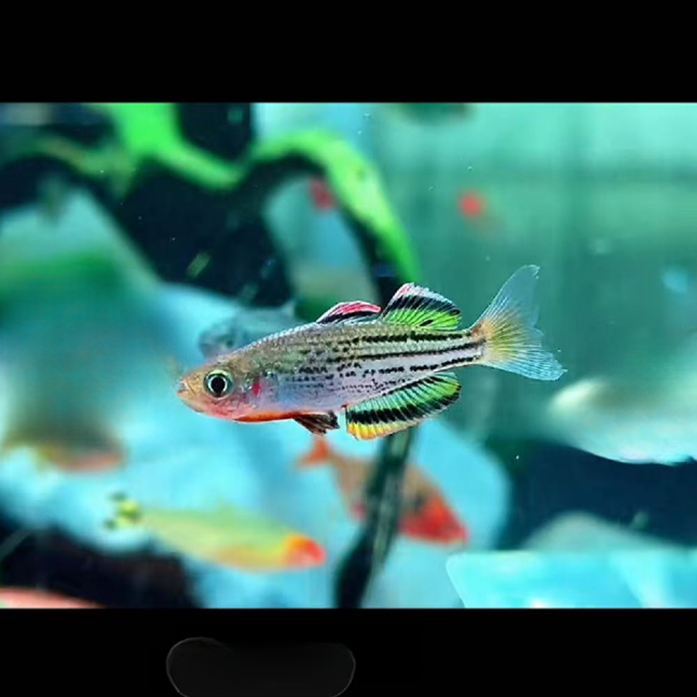 马克罗齐美人 热带鱼