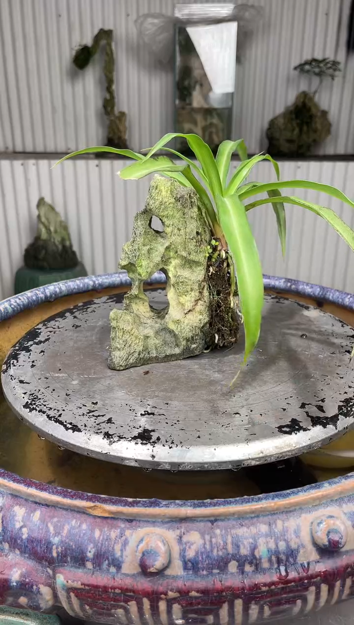 吴定石一物一拍专属