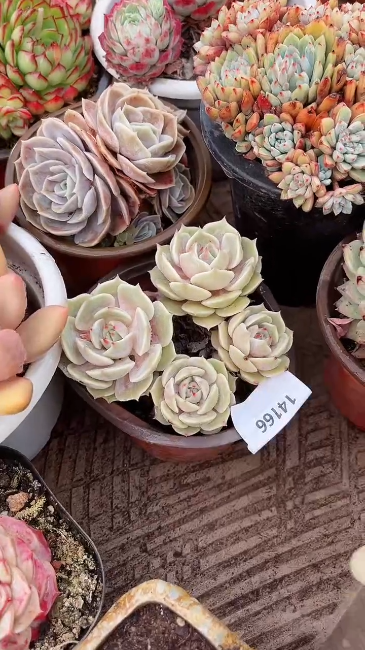 【闪购商品】14166